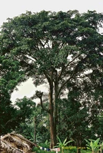 Iroco ou amoreira africana (Milicia excelsa)