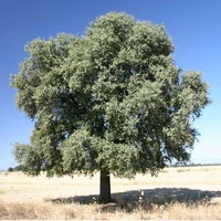 Quercus