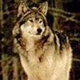 Lobo do cáucaso (Canis lupus cubanensis)