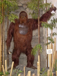 Gigantopithecus blacki em reconstrução do Museu de San Diego, Calfórnia