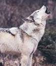 Lobo da tundra (Canis lupus albus)