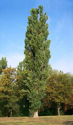 Populus nigra