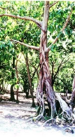 Gameleira branca (Ficus doliaria)