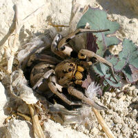 Lycosa tarantula.jpg