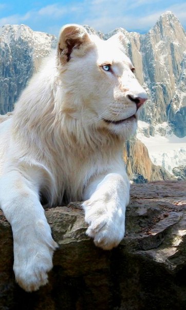 All sizes Flehmen golden tiger Flickr - Photo Sharing! Animals, Beautiful cats,