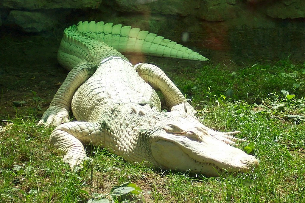 Альбино аллигатор (albino alligator) 1996. Гребнистый крокодил альбинос. Белый крокодил картинки. Миссисипский аллигатор альбинос. Альбино аллигатор (albino alligator) 1996.