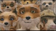 Fantastic-Mr-Fox-fantastic-mr-fox-14626816-853-480