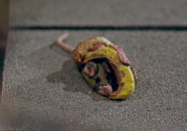 Pizza Rat Mini