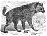 Hyena-Tezel.jpg