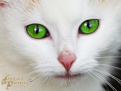 Bol com DIY Diamond Painting Witte kat met groene ogen .jpg