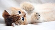 Schattige-kitten-4k-wallpaper.jpg