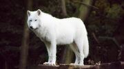 Is-die-witte-wolf-in-Rheden-nou-een-wolf-of-niet.jpg