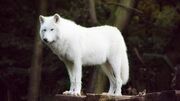 Is-die-witte-wolf-in-Rheden-nou-een-wolf-of-niet