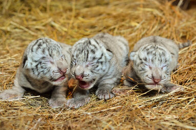 White-bengal-tiger-cub-one-week-34943362