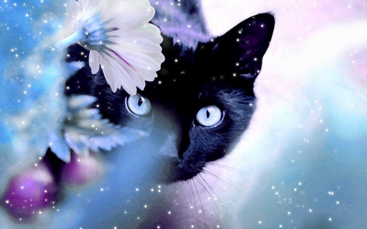 Beautiful-Cat-cats-16095933-1280-800.jpg