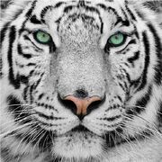 Fototapete-1050-gorgeous-sumatran-tiger-250x250cm-einzel.jpg