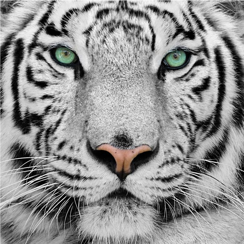 Fototapete-1050-gorgeous-sumatran-tiger-250x250cm-einzel.jpg