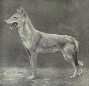 Egyptian Jackal