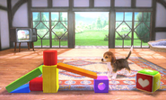 Nintendogs Stage