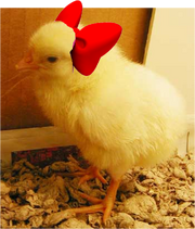 Tina chicken