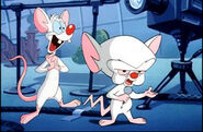965792-pinky and the brain
