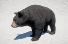 Orso nero