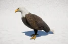 Aquila FC5