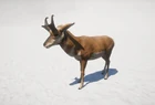 Pronghorn-Far-Cry-5