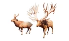Wapiti FCND