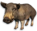 FC3 cutout pig