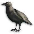 FC3 cutout crow