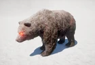 Orso giudice