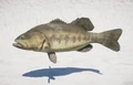 Persico trota