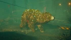 Mutant bear