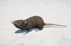 Ratto FC5