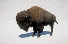 Bison