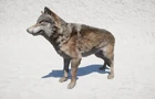 GreyWolf