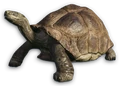 FC3 cutout galapagostortoise