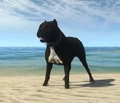 Cane fc3