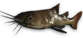 FC3 cutout riverfish