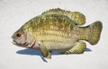 Amblopites rupestris