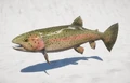 Trota iridea