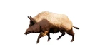 Cinghiale FCND