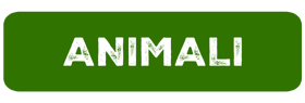 ANIMALI 2