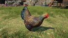 Pollo FCND