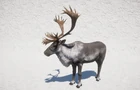 Caribou