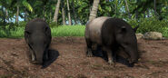 A pair of tapirs; a White Bellied Tapir is on the right