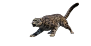 Snow Leopard