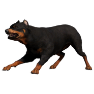 Attack Dog