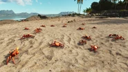 Crabs